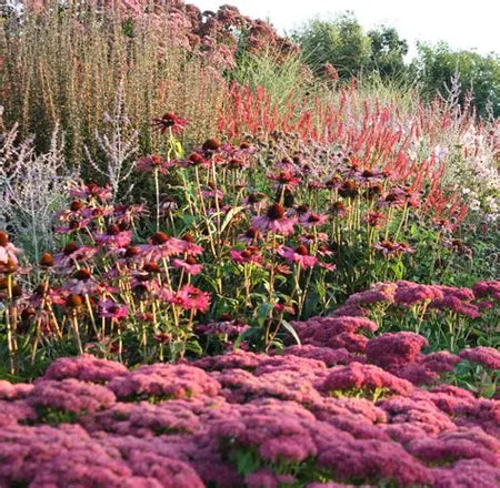 6 Best Late-Summer Blooming Perennials