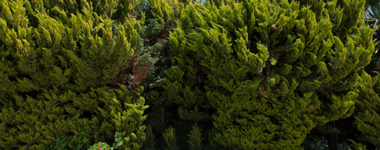 How to Plant Privacy