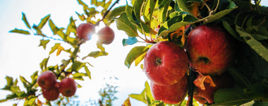 How to Plant Fruit Trees