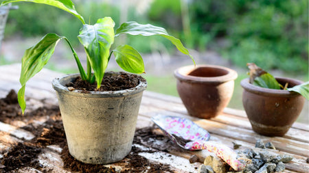 How to Repot a Plant