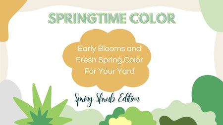 Early Spring Color and Blooms For Your Yard: Shrub Edition