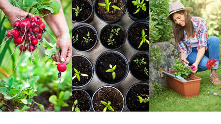 When Should I Plant My Spring Garden?