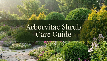 Arborvitae Shrub Care Guide