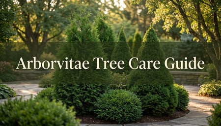 Arborvitae Tree Care Guide