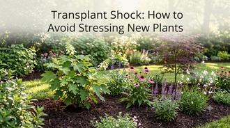 Transplant Shock: How to Avoid Stressing New Plants