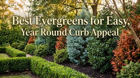 Best Evergreens for Easy, Year Round Curb Appeal