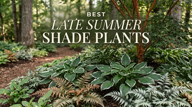 Best Late Summer Shade Plants