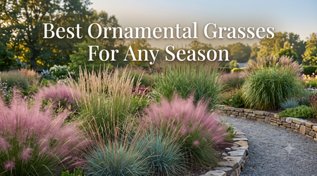Best Ornamental Grasses for Any Season