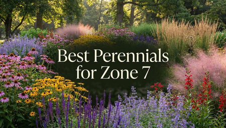 Best Perennials for Zone 7