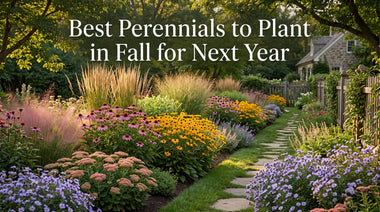 Best Perennials to Plant in Fall for Next Year