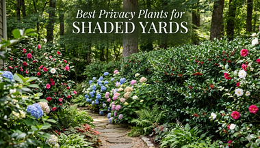 Best Privacy Plants for Shaded Yards