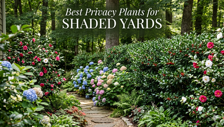Best Privacy Plants for Shaded Yards