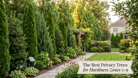 Best Privacy Trees for Zones 5–9