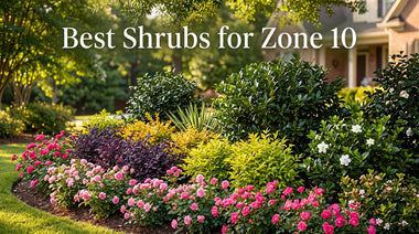 Best Shrubs for Zone 10: Evergreen, Flowering & Fragrant