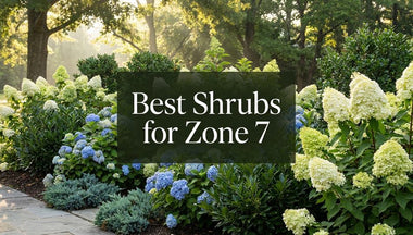 Best Shrubs for Zone 7