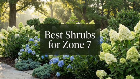 Best Shrubs for Zone 7