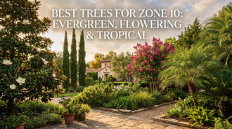Best Trees for Zone 10: Evergreen, Flowering & Tropical