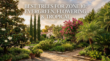 Best Trees for Zone 10: Evergreen, Flowering & Tropical