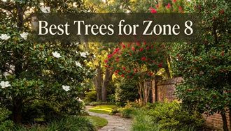 Best Trees for Zone 8