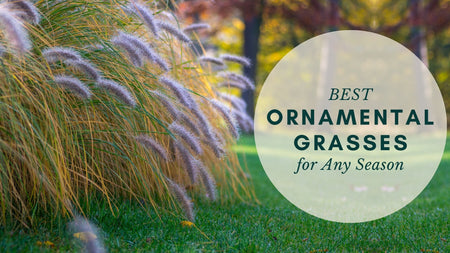 Best Ornamental Grasses for Any Season