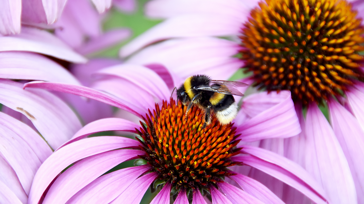 Why Pollinators are Important in Your Garden | Garden Goods Direct