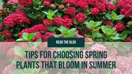 Tips for Choosing Spring Plants That Bloom in Summer
