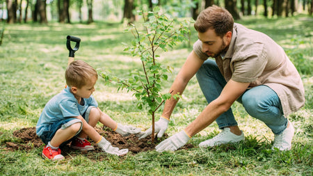 Why Summer Can Be a Good Time to Plant Trees and Shrubs