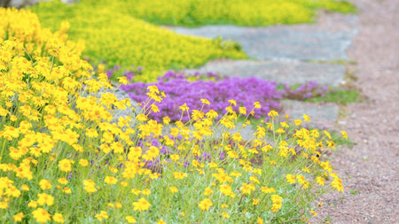 Tips for Choosing the Right Ground Cover