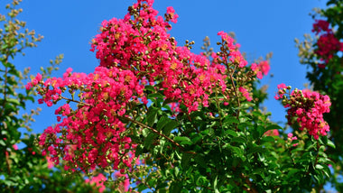 Today's Crape Myrtles