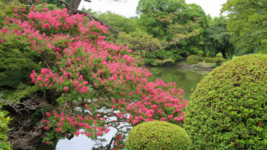 The Introduction of Crape Myrtles in America