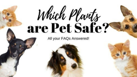 Which Houseplants are Safe for Pets?