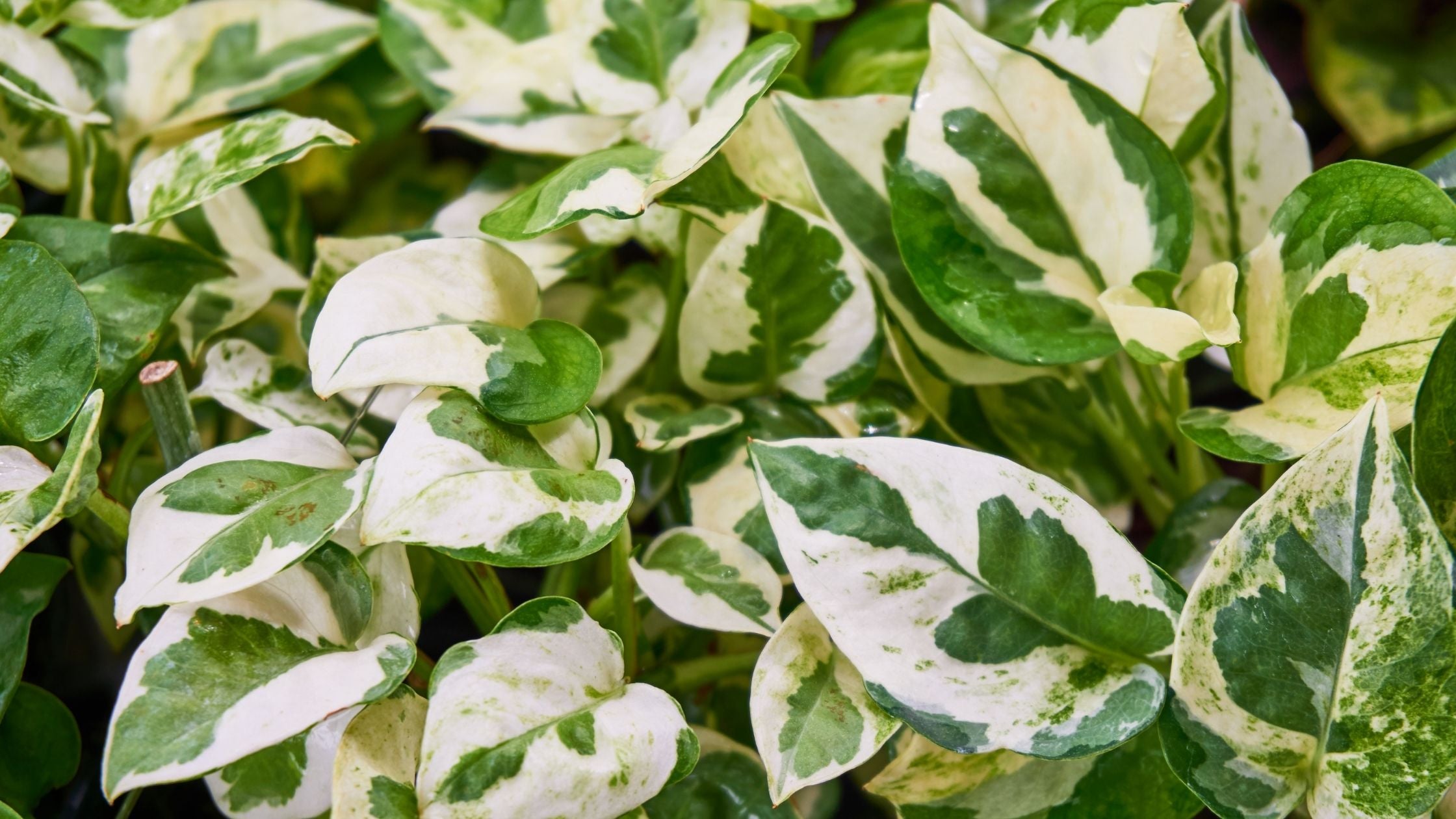 Growing Pothos Plants | Planting Guide | Garden Goods Direct