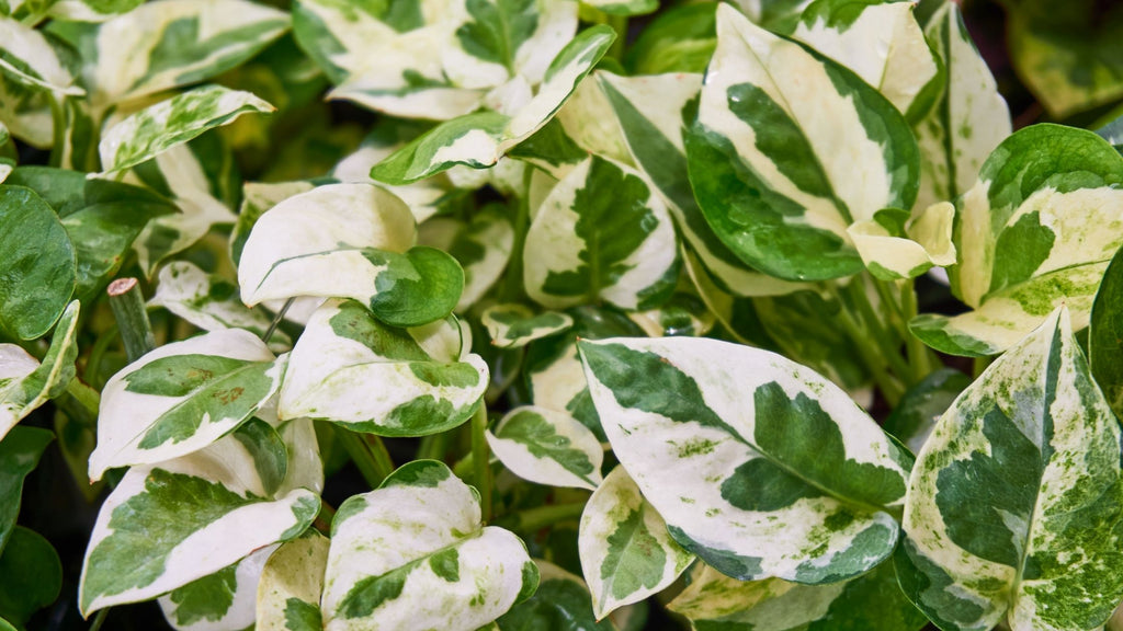 Growing Pothos Plants | Planting Guide | Garden Goods Direct