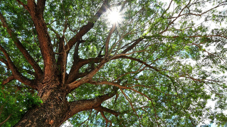 Planting Shade Trees in Fall. Why it’s the Best Time