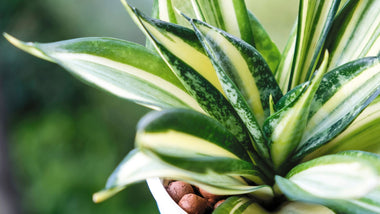 The Perfect Houseplant for the Happy Traveler: The Snake Plant