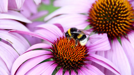 An Ecosystem Essential: Why Pollinators are Important in Your Garden