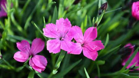 Exploring the Radiance of Dianthus: A Gardener's Guide to Landscape Brilliance