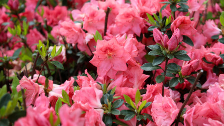 Enhancing Your Landscape with Azaleas