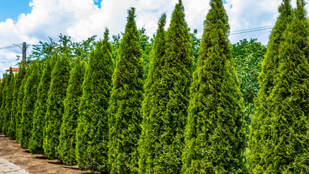 The Versatility of the Emerald Green Arborvitae