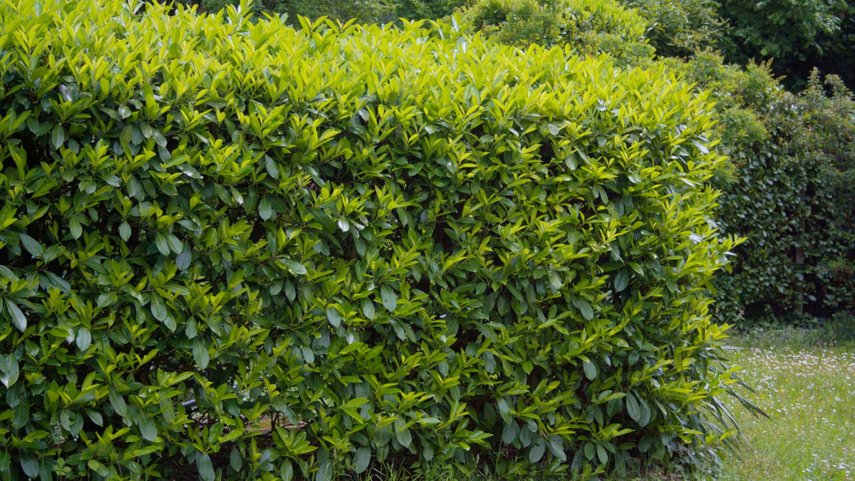 Comprehensive Guide to Growing Skip Cherry Laurel Shrubs | Garden Goods ...