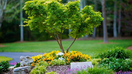 Memorial Trees: Planting a Living Tribute