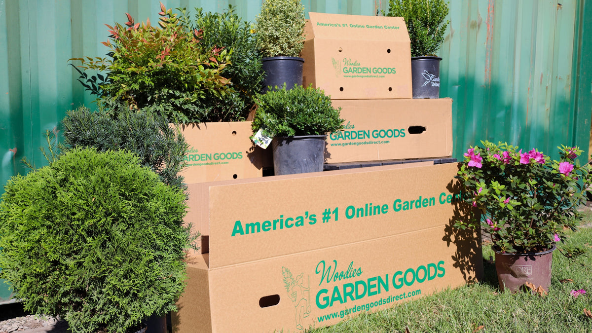 An Introduction To ‘Woodie’s Garden Picks’ Garden Goods Direct