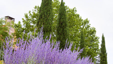 Woodie's Picks: Best Low-Maintenance Plants In The Landscape