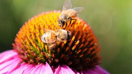The Vital Role of Native Plants in Supporting Pollinators & the Environment
