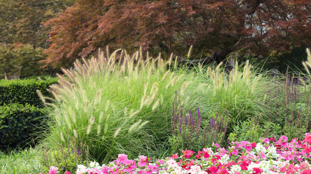 Woodie’s Picks: Warm Season Grasses To Elevate Your Outdoor Space