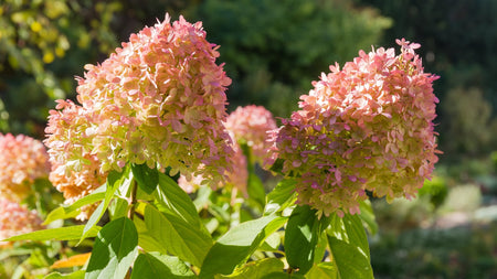 Woodie’s Picks: Panicle Hydrangeas For The Summer Landscape