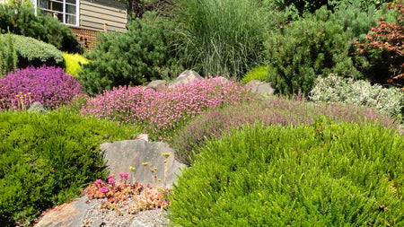 Enhancing Your Garden with Native Drought-Tolerant Trees and Shrubs