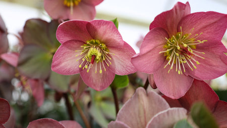 Woodie’s Picks: Hellebores To Enhance Your Winter Landscape