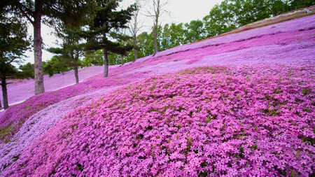 No-Mow Lawns: A Beautiful Grass Alternative with Groundcover Perennials