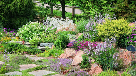 Longest Blooming Perennials for Your Garden